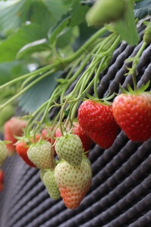 ストロベリーファーム石田